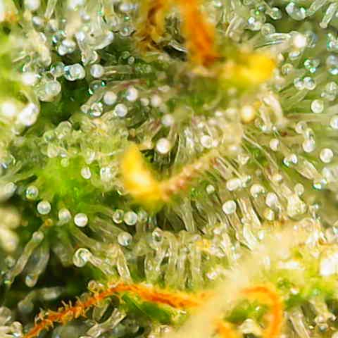 Fast Herzi growlog timeline photo