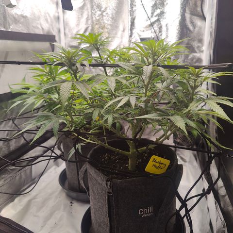 Luisa growlog photo: Nach Lollipop