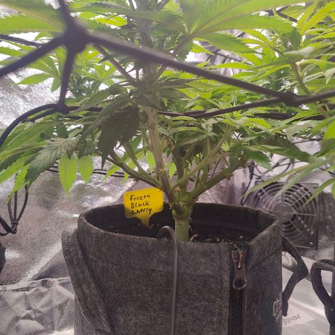 Yassi growlog photo: Nach Lollipop
FBC wächst deutlich dichter und dementsprechend auch kleiner