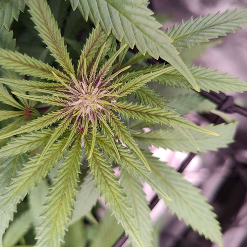 Luisa growlog timeline photo