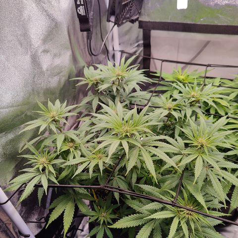 Luisa growlog timeline photo