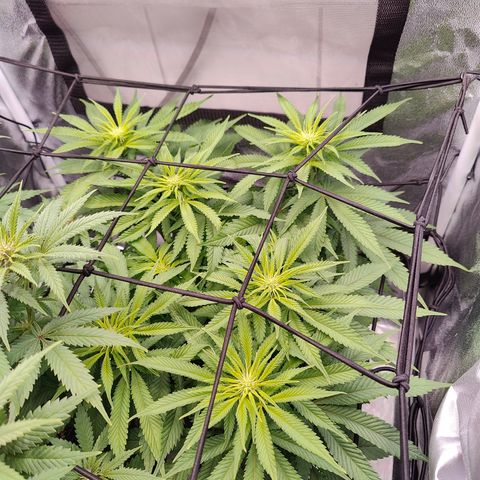 Yassi growlog timeline photo