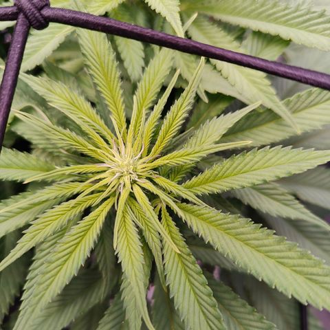 Yassi growlog timeline photo