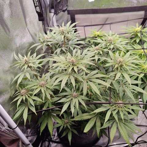 Luisa growlog timeline photo