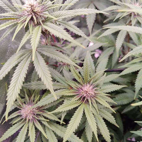 Luisa growlog timeline photo