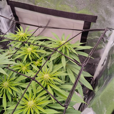 Yassi growlog timeline photo
