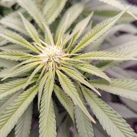 Yassi growlog timeline photo