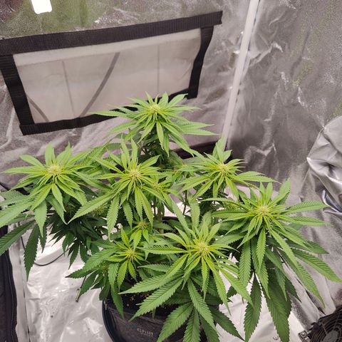 Yassi growlog photo: Seiten auf null