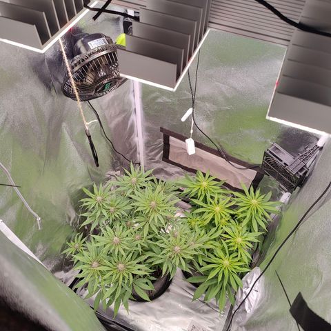 Yassi growlog photo: Autopilot on