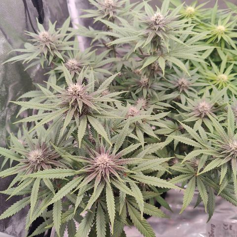 Luisa growlog timeline photo