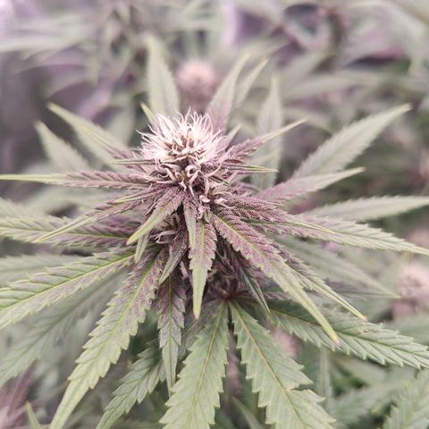 Luisa growlog timeline photo