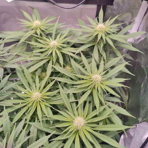 Yassi growlog timeline photo