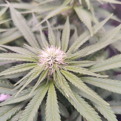 Yassi growlog timeline photo