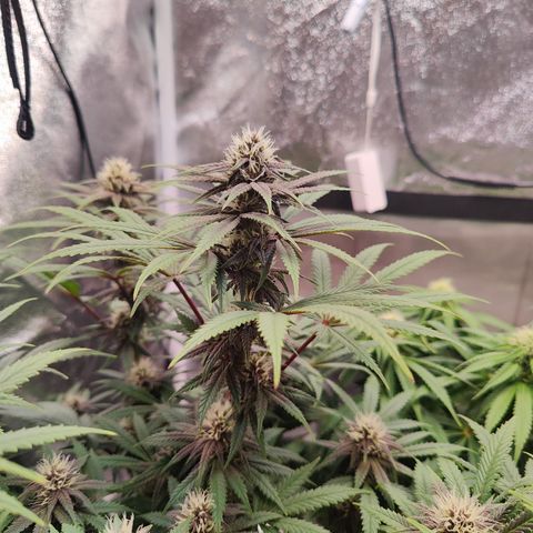 Luisa growlog timeline photo