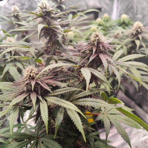 Luisa growlog timeline photo