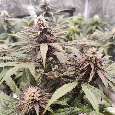 Luisa growlog timeline photo