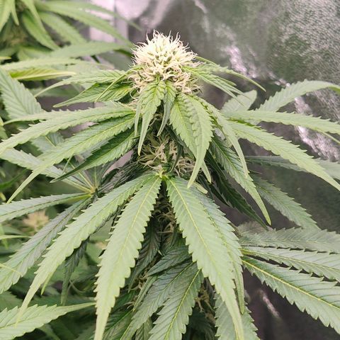 Yassi growlog timeline photo