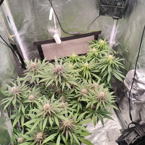 Yassi growlog timeline photo