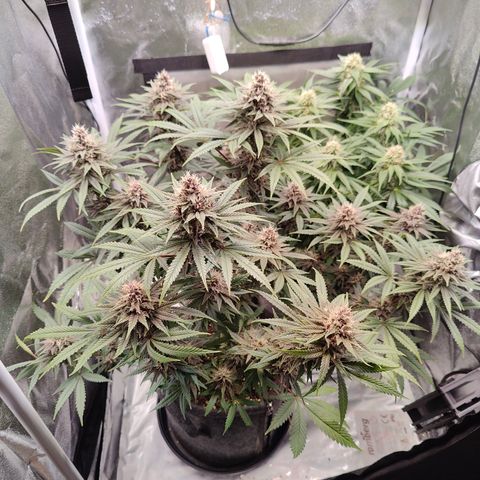 Luisa growlog timeline photo