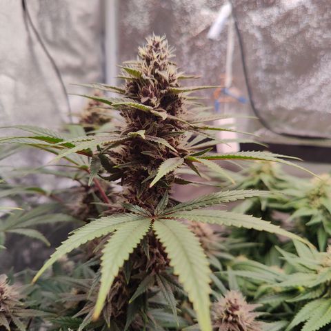 Luisa growlog timeline photo