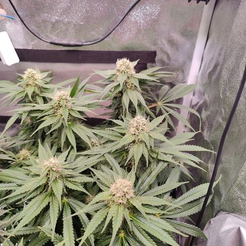 Yassi growlog timeline photo