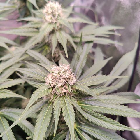 Yassi growlog timeline photo