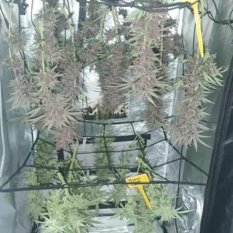Yassi growlog timeline photo