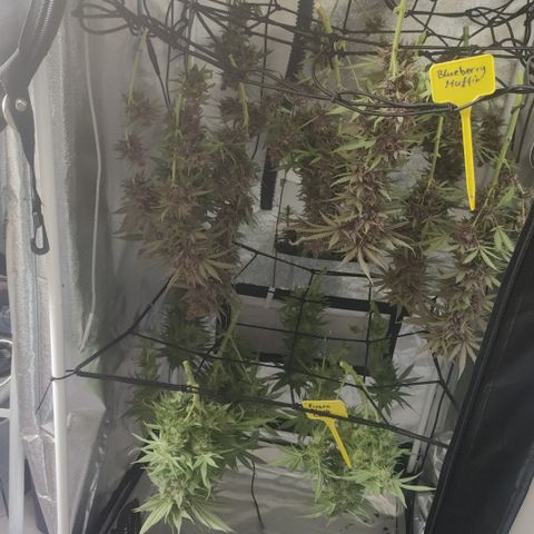 Yassi growlog timeline photo