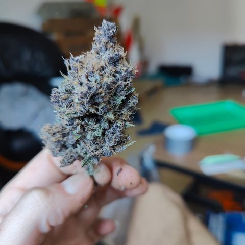 Luisa growlog timeline photo