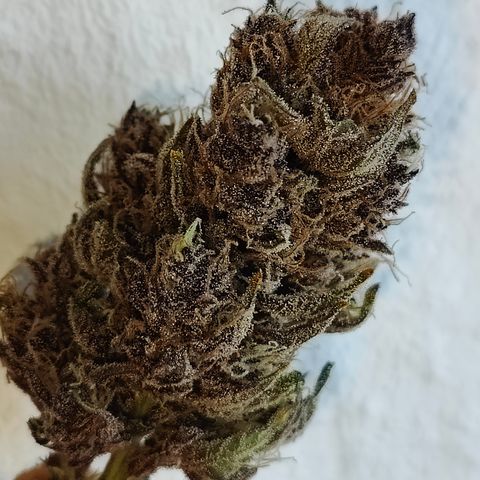 Luisa growlog timeline photo