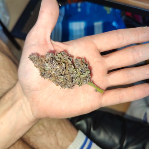 Luisa growlog timeline photo