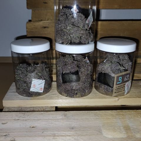 Luisa growlog timeline photo