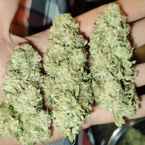 Yassi growlog timeline photo