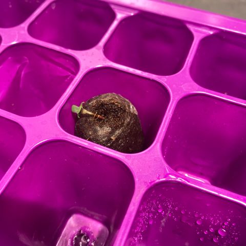 Gorilla Zkittlez Auto #2 growlog photo: Still in tray however the first leaves are out so I took the dome off