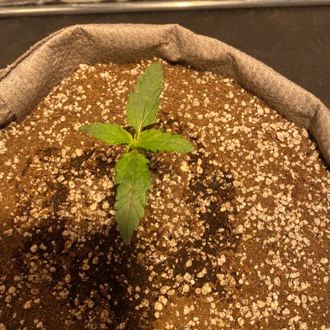 Gorilla Zkittlez Auto #1 growlog timeline photo