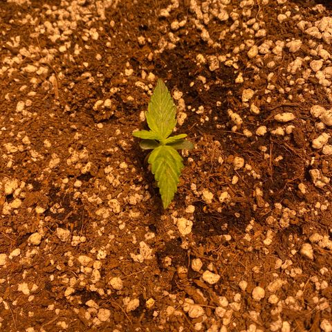 Gorilla Zkittlez Auto #2 growlog timeline photo