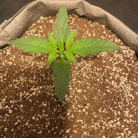 Gorilla Zkittlez Auto #1 growlog timeline photo