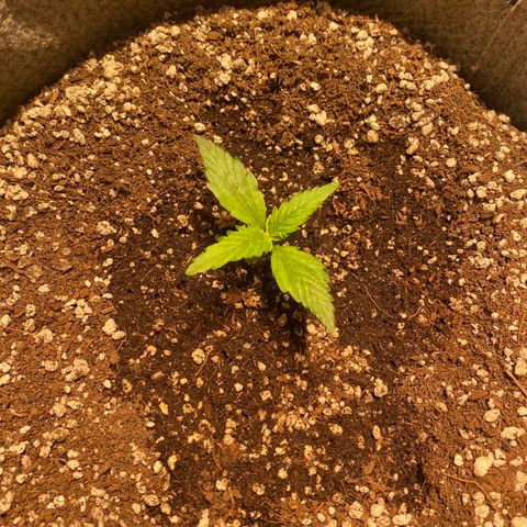Gorilla Zkittlez Auto #2 growlog timeline photo