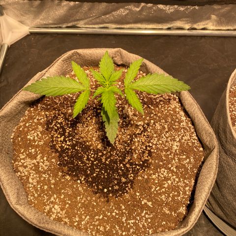 Gorilla Zkittlez Auto #1 growlog timeline photo