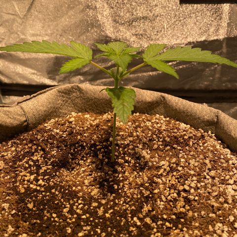 Gorilla Zkittlez Auto #1 growlog timeline photo