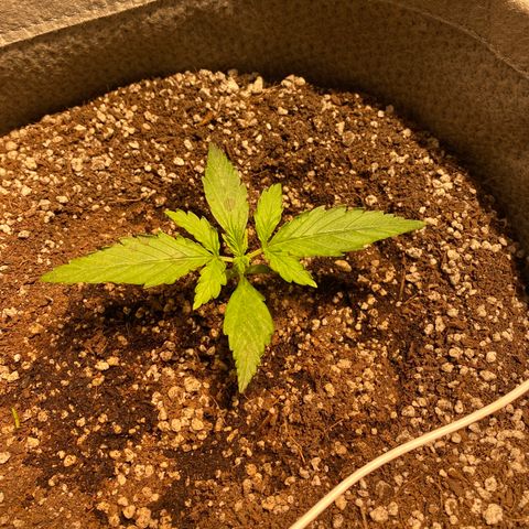 Gorilla Zkittlez Auto #2 growlog timeline photo