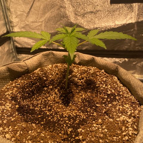 Gorilla Zkittlez Auto #1 growlog timeline photo