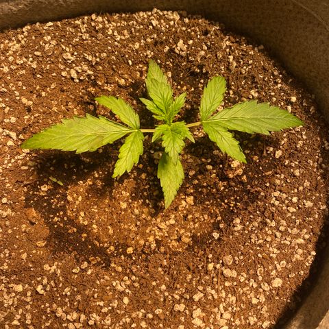 Gorilla Zkittlez Auto #2 growlog timeline photo