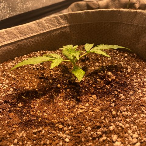 Gorilla Zkittlez Auto #2 growlog timeline photo