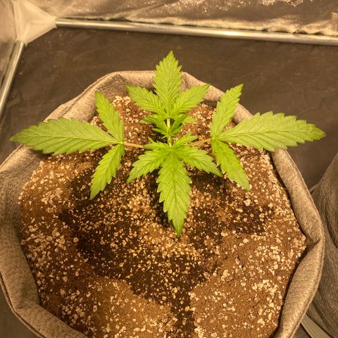 Gorilla Zkittlez Auto #1 growlog timeline photo