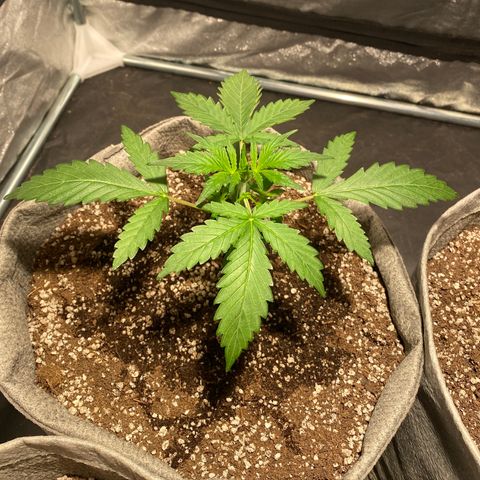 Gorilla Zkittlez Auto #1 growlog timeline photo