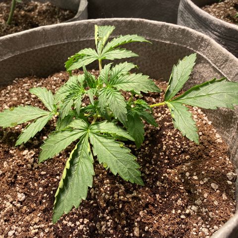 Gorilla Zkittlez Auto #2 growlog timeline photo