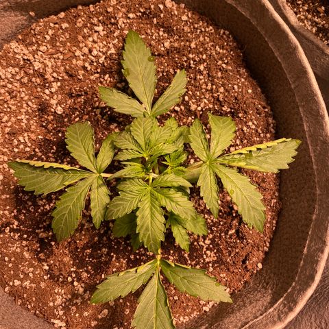 Gorilla Zkittlez Auto #2 growlog timeline photo