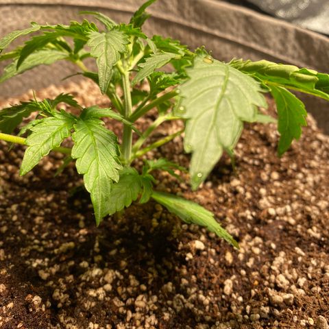 Gorilla Zkittlez Auto #2 growlog timeline photo