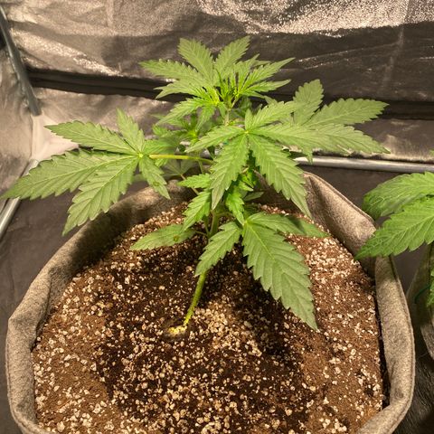 Gorilla Zkittlez Auto #1 growlog timeline photo
